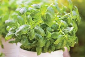 Ginseng & Ginkgo Mind Tonic